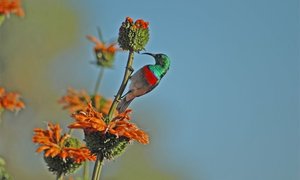Bird Watching in Stanford: A Photo Journey